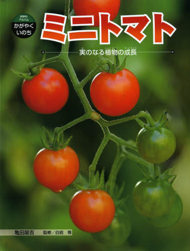 ミニトマト　実のなる植物の成長 （科学のアルバムかがやくいのち　１９） 亀田龍吉／著　白岩等／監修 学習読み物その他の商品画像