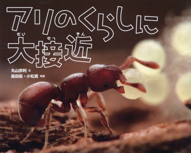 アリのくらしに大接近 丸山宗利/文 島田拓/写真 小松貴/写真 3、4歳向け絵本その他の商品画像