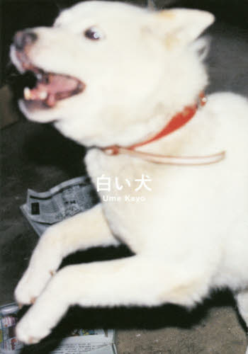 白い犬 梅佳代／著 アート写真集の商品画像