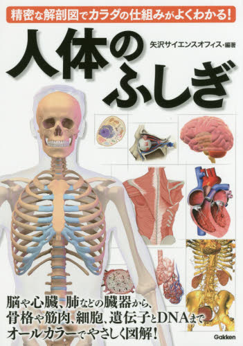 人体のふしぎ　精密な解剖図でカラダの仕組みがよくわかる！ 矢沢サイエンスオフィス／編著 雑学、知識の本その他の商品画像