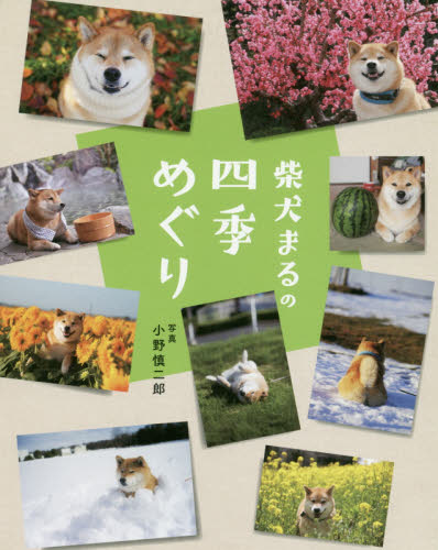 柴犬まるの四季めぐり 小野慎二郎／写真 ペット写真集の商品画像