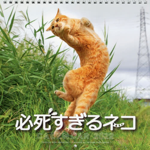カレンダー　’２２　必死すぎるネコ 沖　昌之　写真 カレンダーの商品画像
