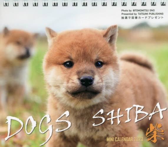 ミニカレンダー　’２３　ドッグズ　柴 小野智光　写真 カレンダーの商品画像