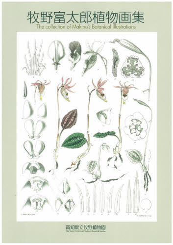 牧野富太郎植物画集 牧野富太郎/〔画〕 高知県立牧野植物園/編著 高知県牧野記念財団/編著 選書、双書その他の商品画像